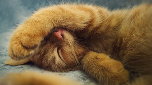 Cute Kitten, Sleeping, Adorable, 4K wallpaper