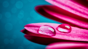 Water droplets, Gerbera flower, Petals, Closeup, Macro, Pink flower, Bokeh, Selective Focus, 4K wallpaper