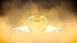 White Swan, Love Birds, Heart shape, Autumn leaves, Yellow, Digital composition, 4K wallpaper