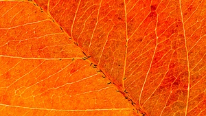 Orange Leaf, Macro, Closeup, Pattern, Texture, 4K wallpaper