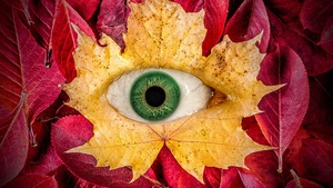 Autumn leaves, Eye, Surreal, Maple leaves, Macro, Leaf Background, 4K wallpaper