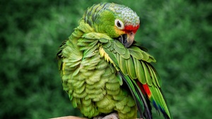 Parrot, Green background, Bokeh, Tree Branch, Selective Focus, Portrait, Bird, 4K wallpaper