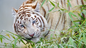 White tiger, Zoo, Wild animal, Big cat, Carnivore, Predator, 4K wallpaper