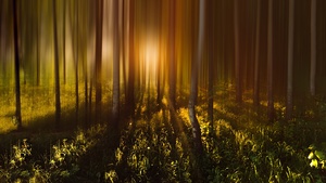 Forest Trees, Sunlight, Sunrise, Woods, Shadow, Blurred, Long exposure, 4K wallpaper