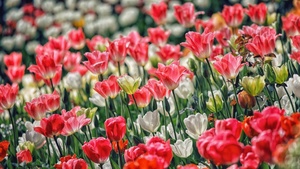 Pink flowers, White flowers, Garden, Floral Background, Blossom, Spring, 4K wallpaper