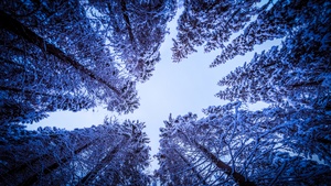 Snowy Trees, Forest, Winter, Looking up at Sky, Upward, Seasons, 4K wallpaper