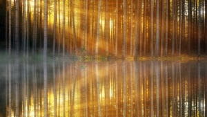 Woodland, Forest Trees, Sun light, Mist, Body of Water, Reflection, Sunset, Mirror Lake, Scenic, 4K wallpaper