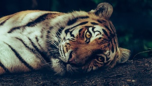 Siberian tiger, Staring, Closeup Photography, Selective Focus, Big cat, Carnivore, Predator, Wild animal, 4K wallpaper