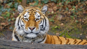 Siberian tigress, Big cat, Amur tiger, Predator, Carnivore, Lying down, Forest, Zoo, Wild animal, Staring, 4K wallpaper