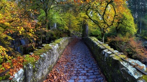 Scotland, Autumn trees, Fallen Leaves, Scenery, Pathway, 4K wallpaper
