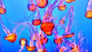 Blue background, Underwater, Marine life, Sea Life, Monterey Bay Aquarium, 4K wallpaper