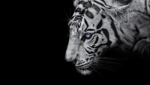 White tiger, Black background, 4K wallpaper