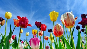 Tulips, Colorful flowers, Blue Sky, Spring, 4K wallpaper