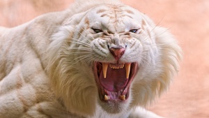 White tiger, Roaring, Zoo, Wild animals, Predator, 4K wallpaper