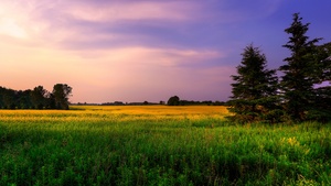 Farm Land, Green Fields, Purple sky, Landscape, Meadow, Pine trees, 4K wallpaper