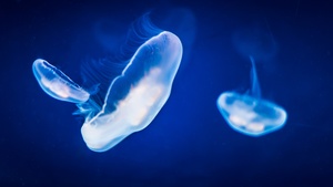 Jellyfishes, Underwater, Blue, Under the Sea, Bioluminescence, 4K wallpaper
