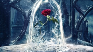 Rose, 4K wallpaper