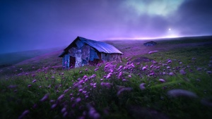 Landscape, Spring, Violet flowers, Scenic, Morning, Fog, Scenery, 4K wallpaper