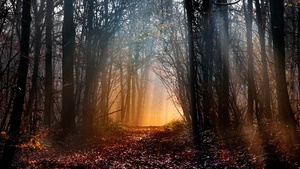 Woodland, Early Morning, Sun light, Forest path, Trees, Woods, Landscape, Fallen Leaves, 4K wallpaper