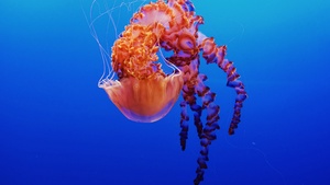 Jellyfish, Monterey Bay Aquarium, Underwater, Monterey, California, 4K wallpaper
