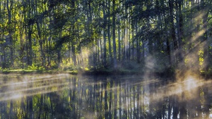 Woodland, Forest, Early Morning, Pond, Sun light, Fog, Reflection, Scenery, 4K wallpaper