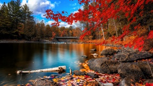 Autumn Forest, Landscape, Maple trees, Lake, Wooden bridge, Autumn leaves, Fallen Leaves, Long exposure, Reflection, Blue Sky, Scenery, 4K wallpaper