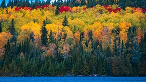 Forest, Autumn trees, Blue Sky, Lake, Colorful, Scenery, Beautiful, Landscape, Clouds, Greenery, 4K wallpaper