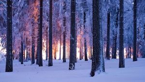 Forest, Winter, Snowy, Sunset, Snow covered, Cold, Germany, 4K wallpaper