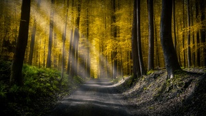 Sun rays, Dirt road, Autumn Forest, Foliage, Pathway, Woods, Trees, Calm, Peaceful, 4K wallpaper