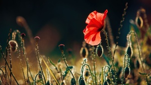 Poppy flower, Bloom, Landscape, 4K wallpaper