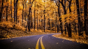 United States, Autumn trees, Autumn, Fall, Empty Road, Early Morning, Landscape, Scenery, Beautiful, 4K wallpaper