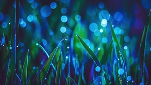 Landscape, Grass, Bokeh, Dew Drops, Macro, Aesthetic, 4K wallpaper