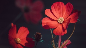 Orange flowers, Summer, Blossom, Bloom, Aesthetic, 4K wallpaper