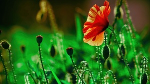 Poppy flower, Landscape, Green, Bloom, 4K wallpaper