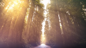 California, Woods, Morning sun, Sun rays, Empty Road, Landscape, Scenery, 4K wallpaper