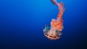 Jellyfish, Orange, Blue background, Underwater, Aquarium, 4K wallpaper