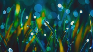 Grass, Aesthetic, Landscape, Bokeh, Dew Drops, Macro, 4K wallpaper