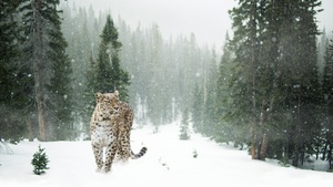 Leopard, Snow, Winter, Forest, Snow leopard, Pine trees, 4K wallpaper