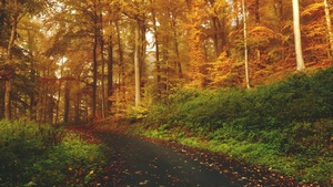 Autumn, Path, Road, Foliage, Trees, Forest, Fall, 4K wallpaper