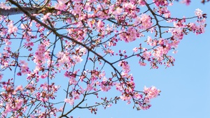 Cherry blossom, Spring, Pink flowers, Blue Sky, Clear sky, Tree Branches, 4K wallpaper