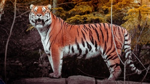 Tiger, Autumn, Big cat, Wildlife, Forest, Predator, Carnivore, Walking, Panoramic, Zoo, 4K wallpaper