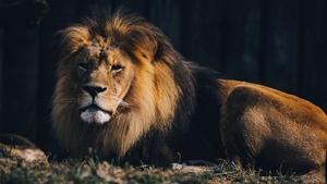 Lion, Wildlife, Carnivore, Predator, Zoo, 4K wallpaper