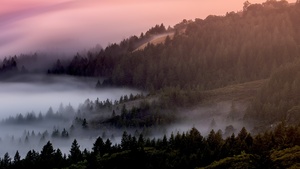 Forest, Foggy, Mist, Pine trees, Early Morning, 4K wallpaper