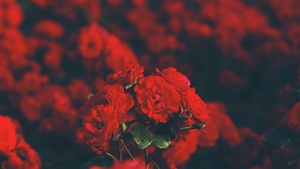 Red flowers, Floral, Blur background, Flower garden, Blossom, Bokeh, Bloom, Selective Focus, 4K wallpaper