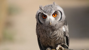 Owl, Bokeh, Portrait, Blur background, Wildlife, Orange, 4K wallpaper