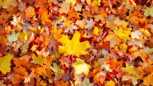 Maple leaves, Autumn leaves, Fallen Leaves, Leaf Background, Seasons, Texture, Foliage, Colorful, 4K wallpaper
