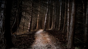Thick forest, Woods, Pathway, Tall Trees, Landscape, 4K wallpaper