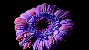 Gerbera Daisy, Purple Flower, Black background, Closeup, Macro, Blossom, Bloom, Spring, Flower heads, Beautiful, Petals, Dew Drops, 4K wallpaper
