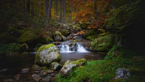 Waterfall, Autumn, Foliage, Forest, Woods, Greenery, Rocks, Green Moss, Long exposure, Water Stream, Landscape, Scenery, 4K wallpaper