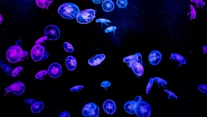 Jellyfishes, Blue, Purple, Black background, Underwater, Glowing, Aquarium, Vibrant, AMOLED, Bioluminescence, 4K wallpaper